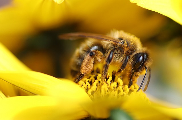 bee